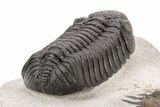 Nice Spiny Comura Trilobite With Morocops #214403-10